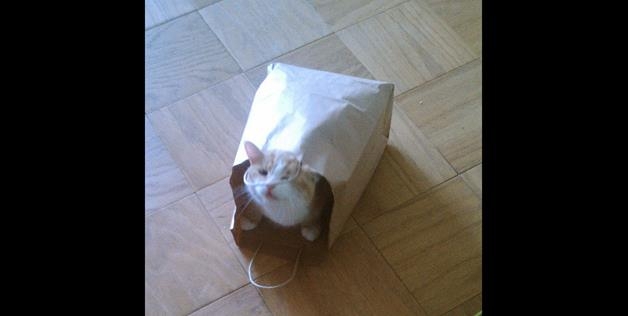 cat bag 