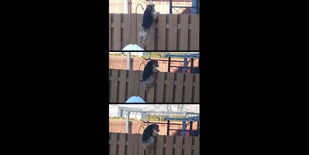 dog climbs fence 