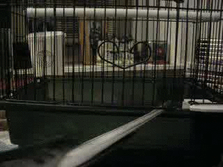 bird escape 