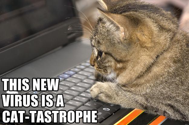 This new virus is cat-tastrophe 