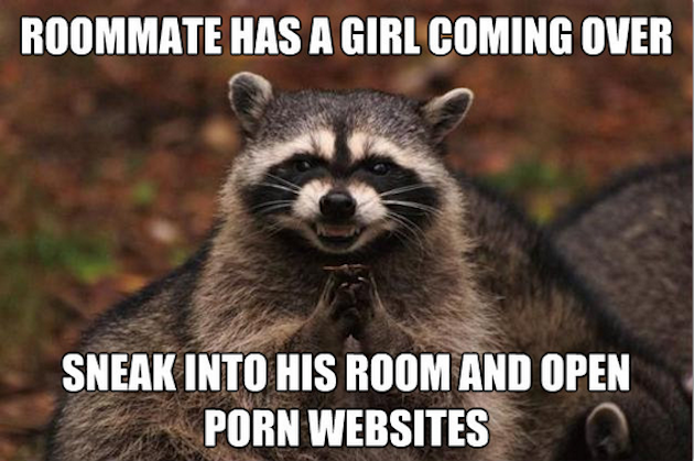 Best of the Evil Plotting Raccoon Meme