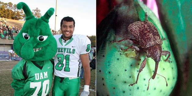 University of Arkansas are the the Monticello Boll Weevil's 