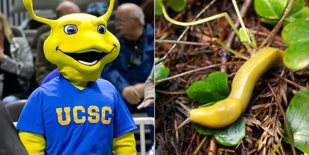 University of California, Santa Cruz, students decided to call themselves the Banana Slugs