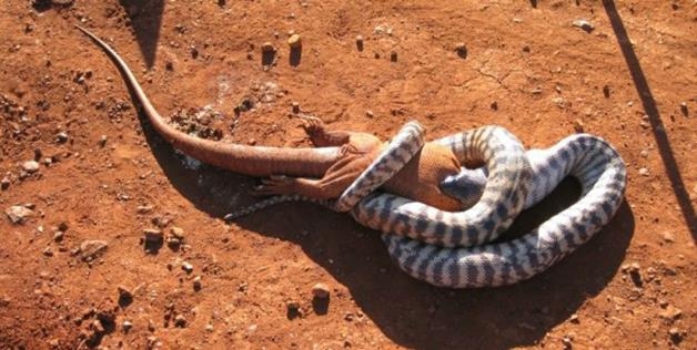 This greedy snake was photographed eating an entire lizard