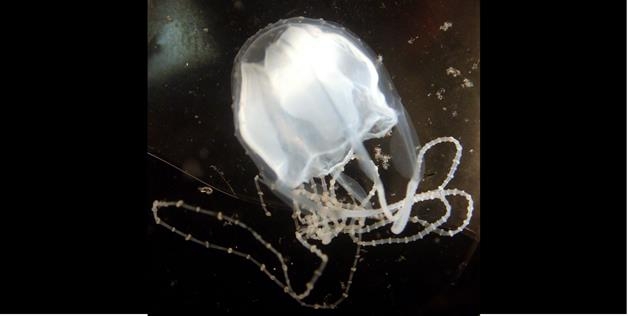  Australian beaches are home to the irukandji jellyfish. Its sting is so excruciating that many people have died from it