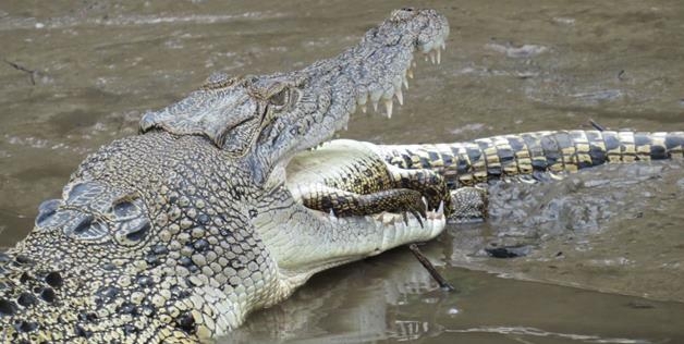  crocodiles eat other crocodiles