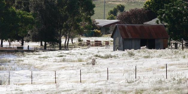 It looks like a quaint frost spreading over the Australian countryside. Wait till you find out what it really is.
