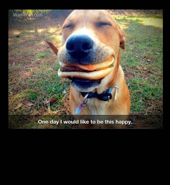 Happy burger Dog 