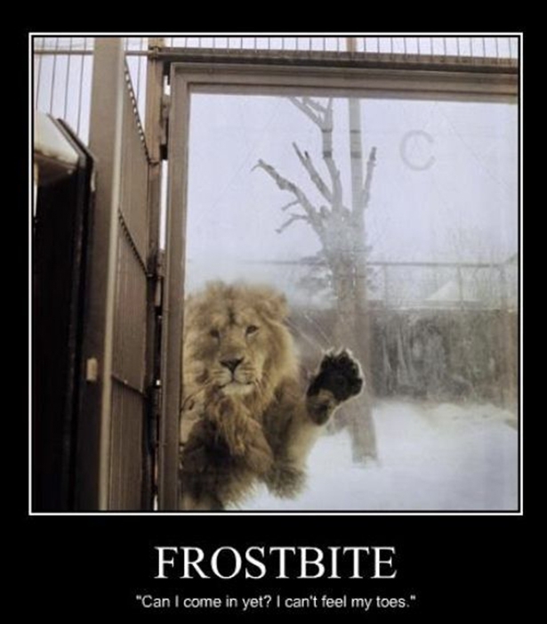 Lion wants in 