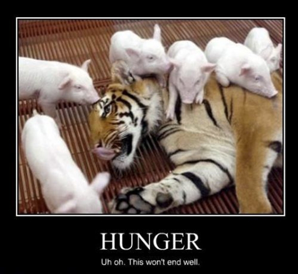 Tiger + Pigs = adorable 