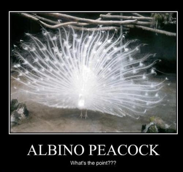 Albino Peacock 