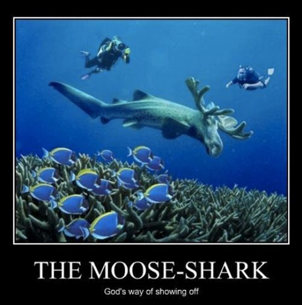 Moose-shark 