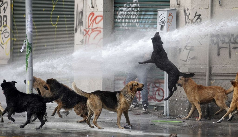 A student protester (rear) takes cover from a jet of water released by a riot police vehicle as a dog jumps