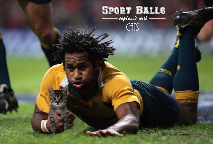  Sport balls replaced with cats