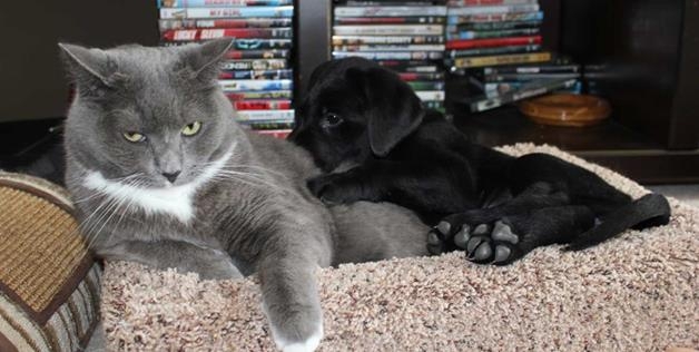 Dogs In Love With Cats Who Are Getting Rejected