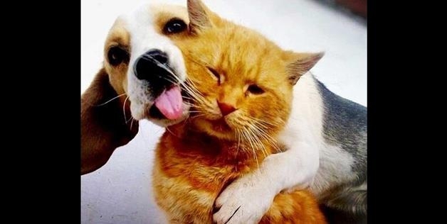Dogs In Love With Cats Who Are Getting Rejected