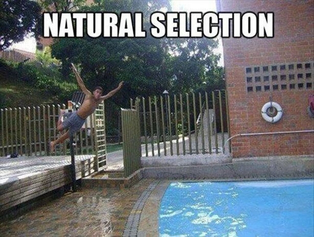 natural selection 