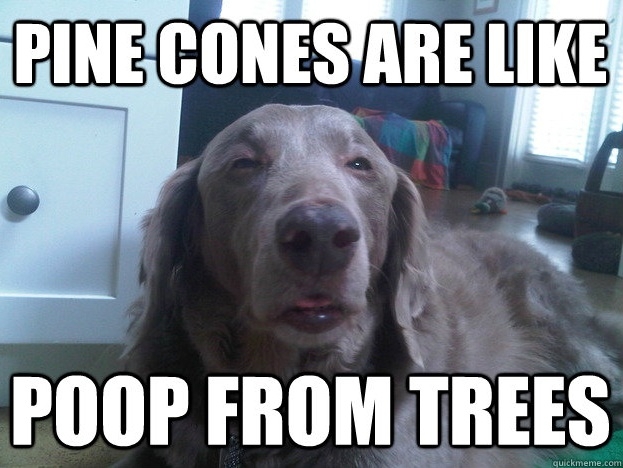 10 Dog Is The Newest Addition To The Stoner Dog Pantheon