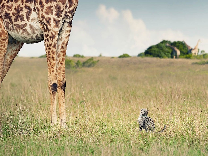 Domestic cat and a giraffe