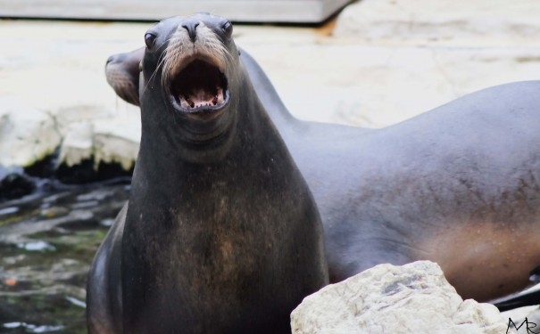 yawning animals