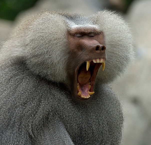 yawning animals