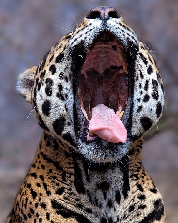 yawning animals