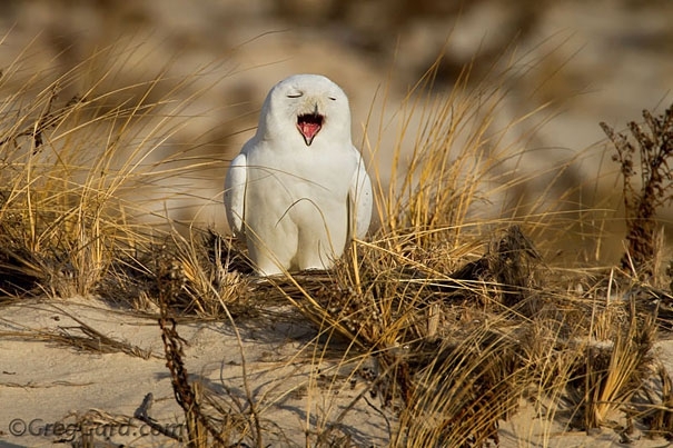 yawning animals