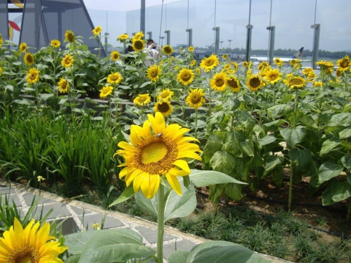 Rooftop sunflower garden