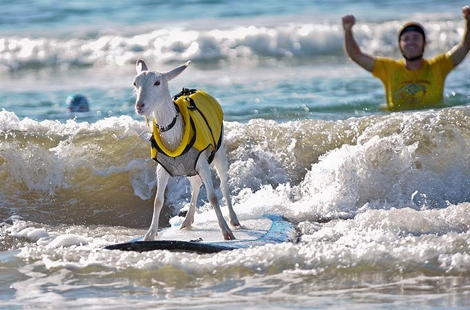 The surfing goat from California