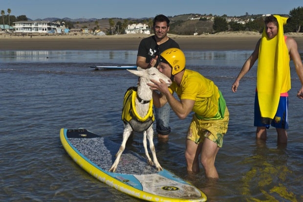 A goat on a surfboard