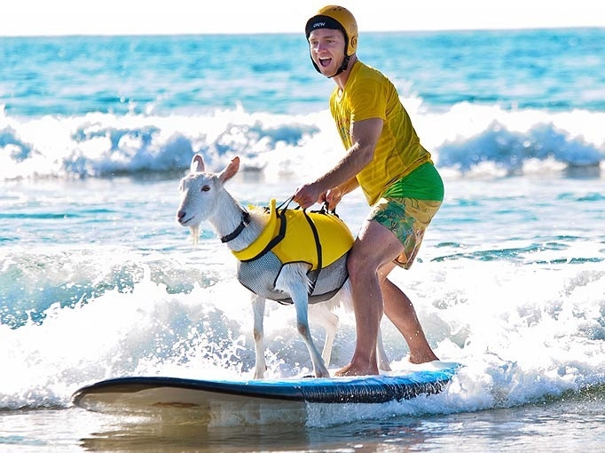 Man is surfing with his goat