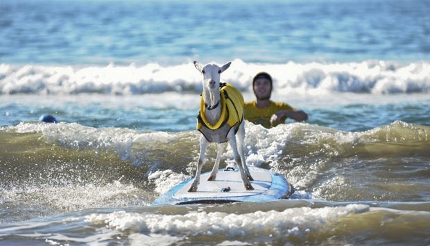 Goatee The Surfing Goat 