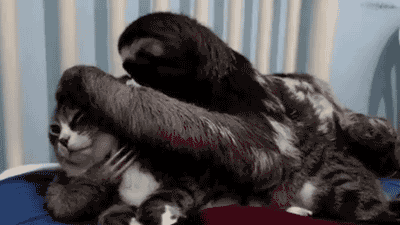 Sloth cuddles with cat 