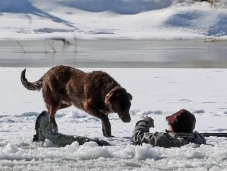 The loyal dog who waited 30 minutes for master to be rescued from freezing river