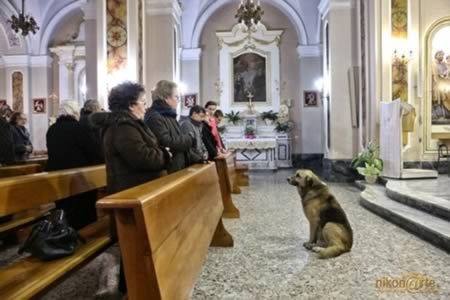 The dog who attends mass every day at church where owner's funeral was held