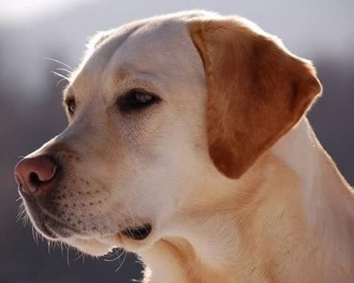 10 Most Loyal Dogs