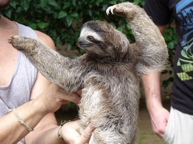 Who Knew Sloths Were So Wealthy in LOL's?