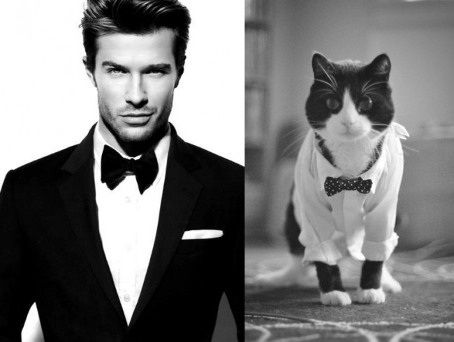 Tumblr Alert: Cats That Look Like Male Models