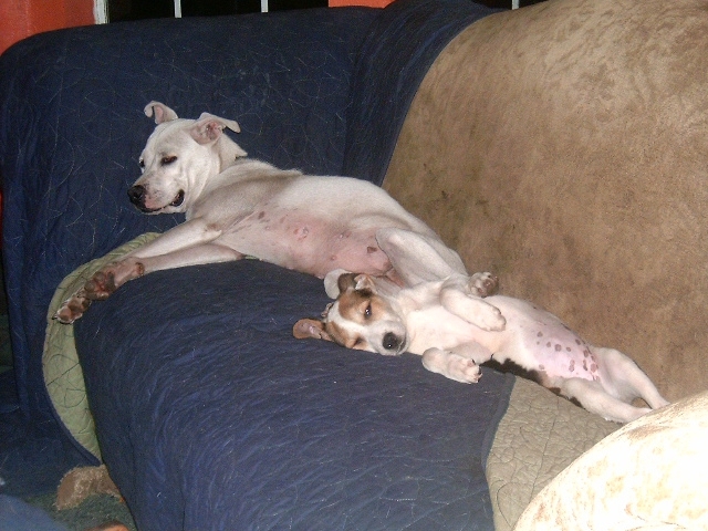 Who Else Feels Like These Lounging Dogs?!