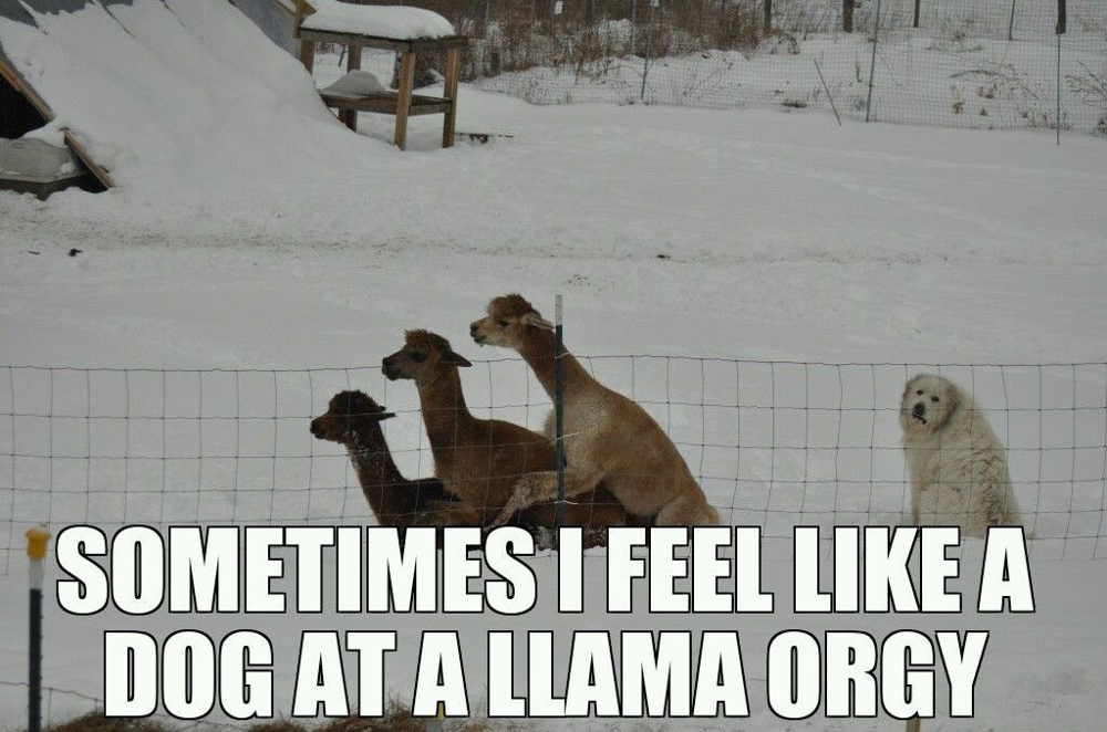Good Ole' Llama Fun!