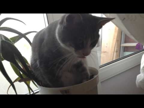 Most tired cat in the world 