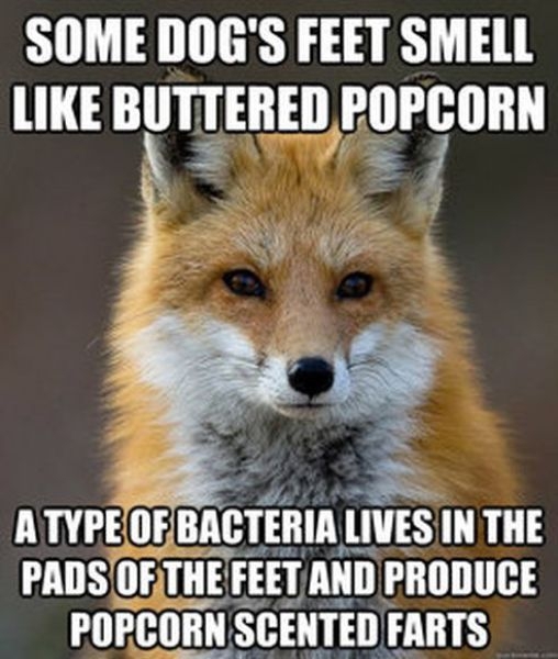 Get Your Fact Fix with This Great Fox Meme 
