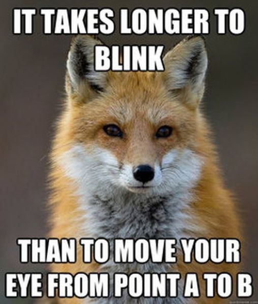 Get Your Fact Fix with This Great Fox Meme 