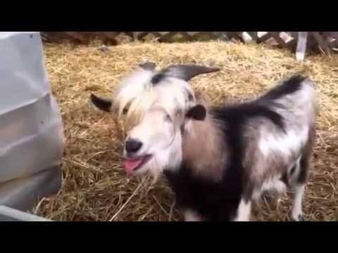 Goat Mimics a Chicken