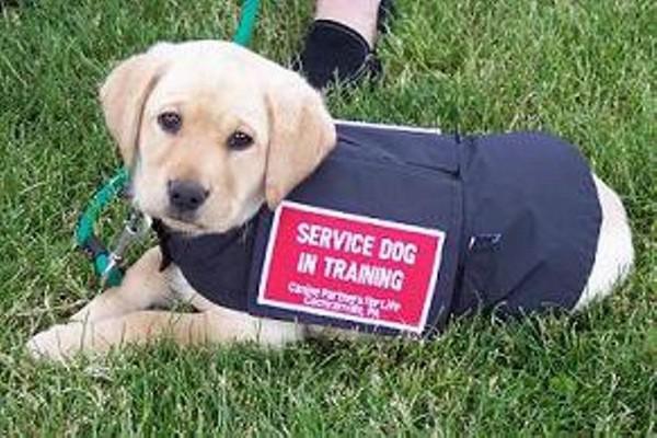 Amazing Capabilities of Service Dogs