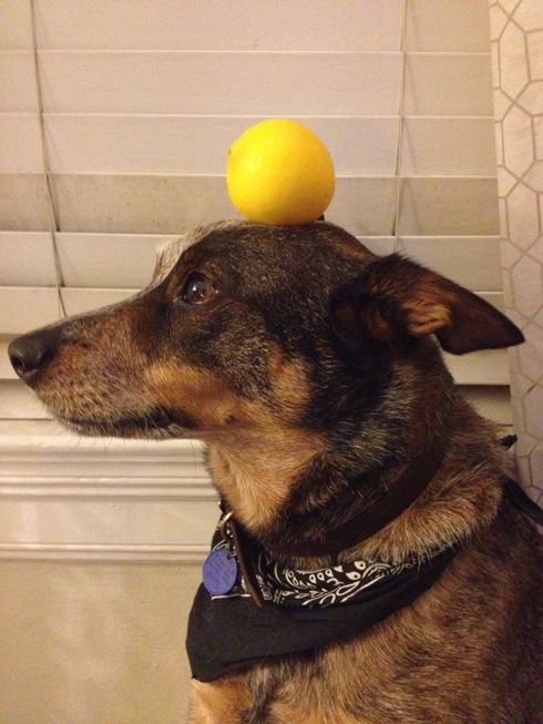 Adorable Dog Balances All Types of Objects on His Head