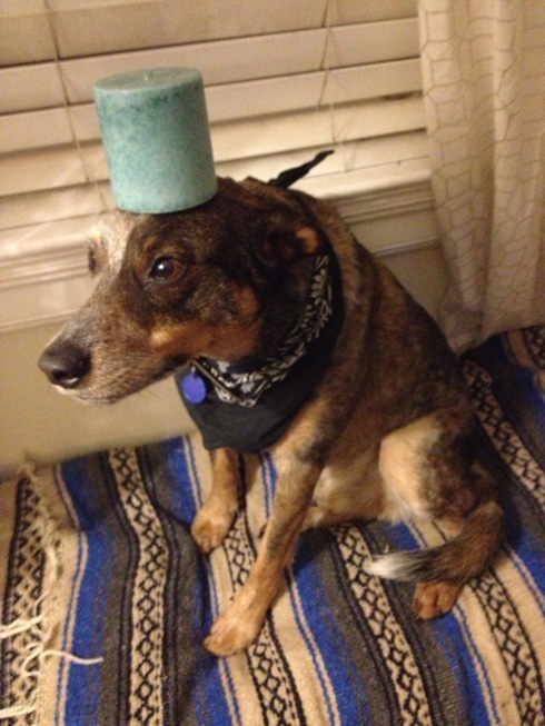 Adorable Dog Balances All Types of Objects on His Head