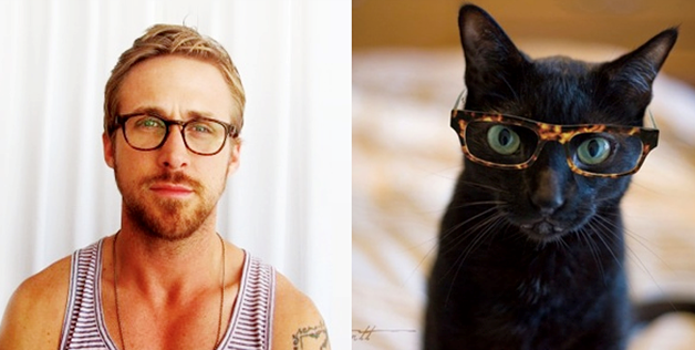 Ryan Gosling Cat 