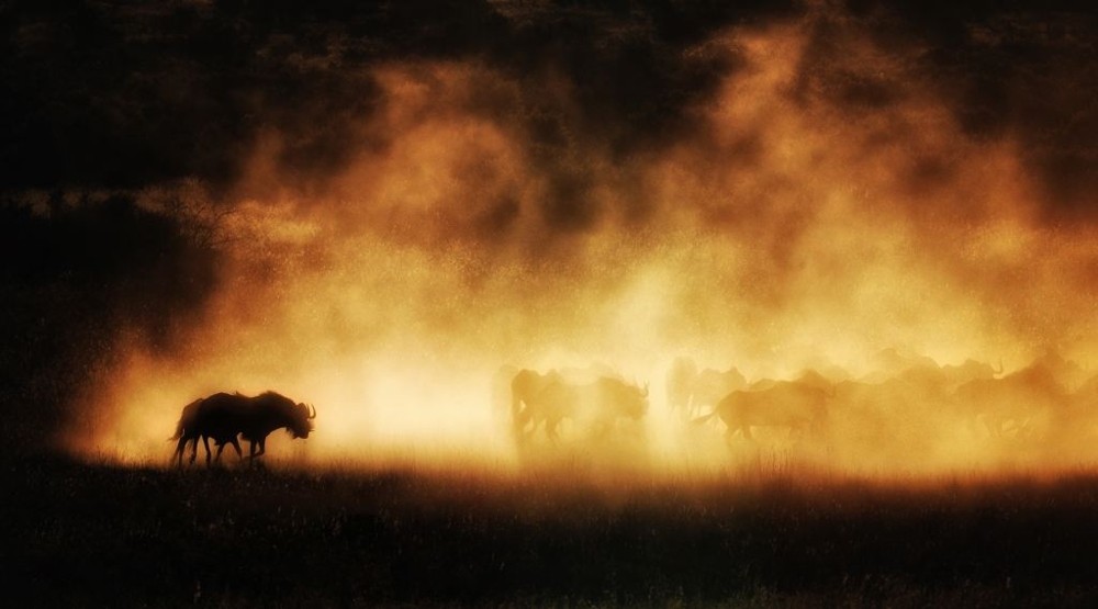 Shadows in dust A herd of wildebeest kick up dust at sunset