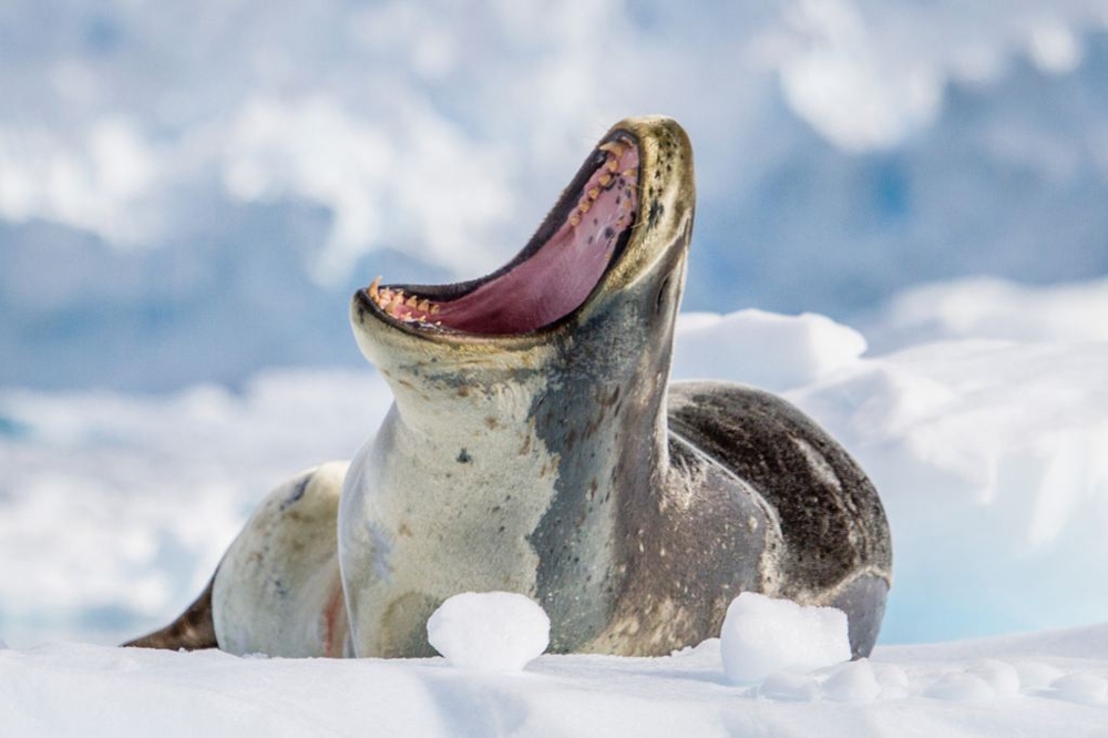  leopard seal resting on an ice floe